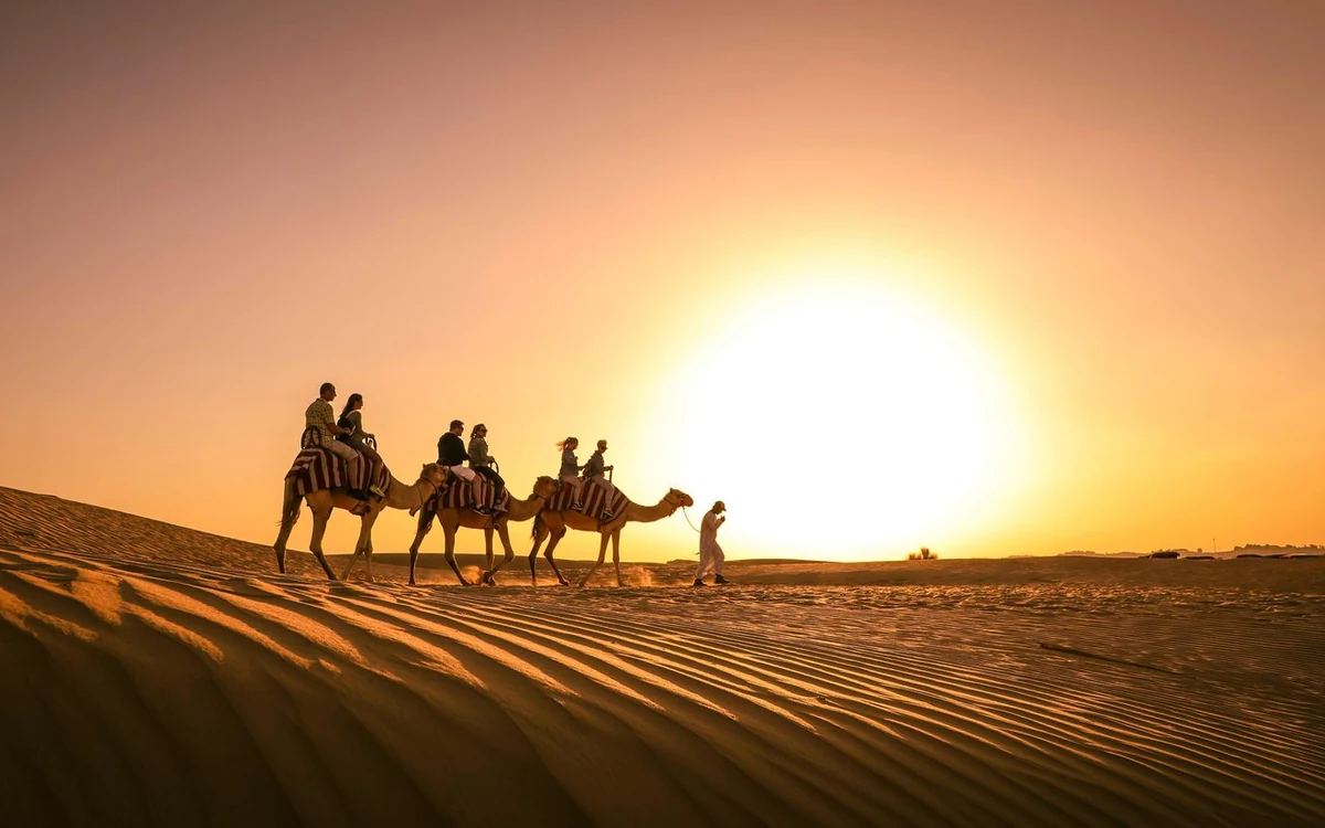 Kamele ruhen auf dem Sand, während die Sonne hinter einer Düne bei Dubai untergeht
