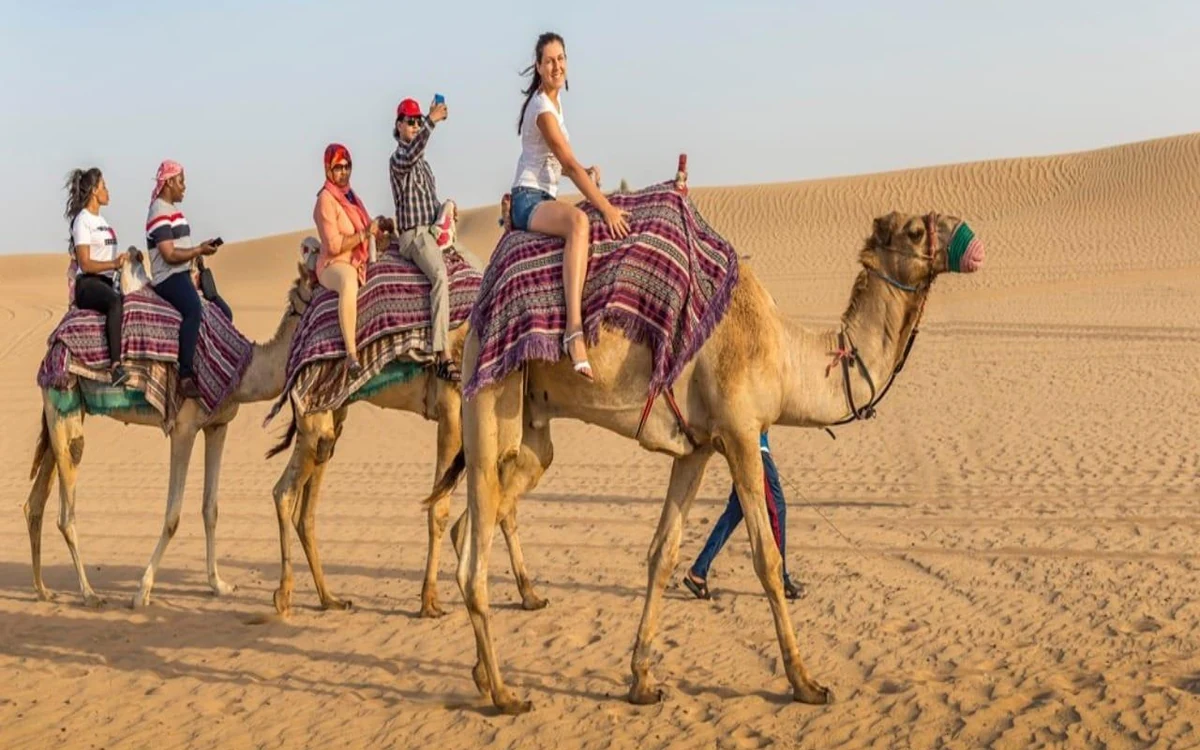 Cammelli a riposo sulla sabbia del deserto vicino a un campo con le dune che si estendono sullo sfondo